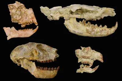 Fossils of African Fauna Fossils of African Fauna